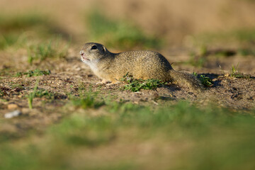 Fototapeta premium European Ground Squirrel Standing Alert by Its Burrow During Daytime