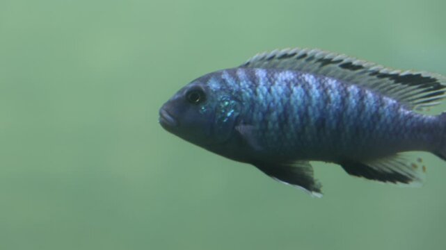 Blue cichlid swims gracefully through green water. Its scales gleam under soft lighting. Black fins contrast sharply with its vivid hue. Fish moves calmly, undisturbed by surroundings