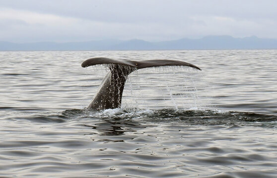 a sperm whale lifting his tail as he dives on a rainy summer day in the labrador sea near keels on the bonavista peninsula in newfoundland, canada