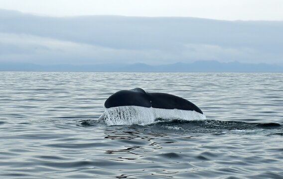 a  sperm whale lifting his tail as he dives on a rainy summer day in the labrador sea   near keels on the bonavista peninsula  in newfoundland, canada