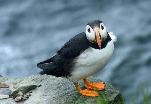  a colorful atlantic puffin looking up,  perched on the cliffs  at the elliston puffin viewing site during nesting season on a rainy summer day on the bonavista peninsula in newfoundland, canada