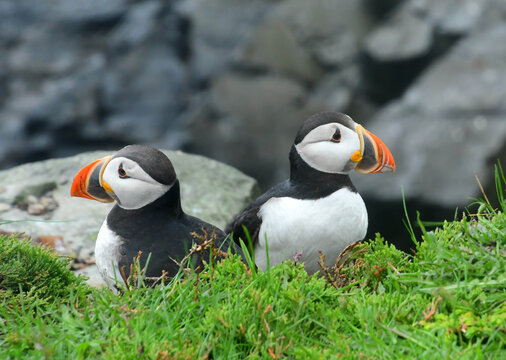 Two colorful atlantic puffins on the grassy  cliffs  at the elliston puffin viewing site during nesting season on a rainy summer day on the bonavista peninsula in newfoundland, canada