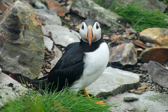 a colorful atlantic puffin on the  grassy cliffs  at the elliston puffin viewing site during nesting season on a rainy summer day on the bonavista peninsula in newfoundland, canada