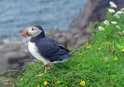 a colorful atlantic puffin standing on the grassy cliffs  at the elliston puffin viewing site during nesting season on a rainy summer day on the bonavista peninsula in newfoundland, canada