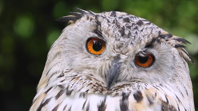 Close up view of an Siberian eagle owl head resting on a branch in the shade and looking around on a sunny spring day.