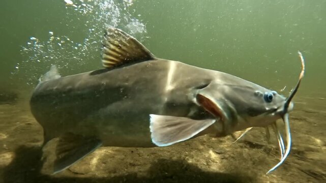Catfish swimming along murky river bottom underwater.