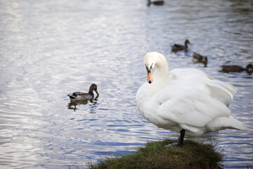 Single white swan, elegant bird portrait for artistic projects. © ketrin