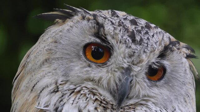Close up view of an Siberian eagle owl head resting on a branch in the shade and looking around on a sunny spring day.