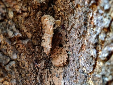 Horizontal macro view of an insect mud nest structure with an entry hole embedded in textured tree bark.