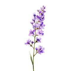 Obraz premium A cluster of purple flowers grows on a long green stem against a white background