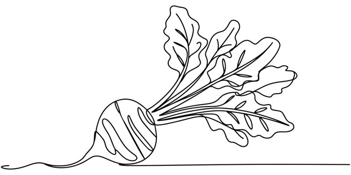 Continuous line drawing of a fresh beet vegetable with green leaves Vector, illustration