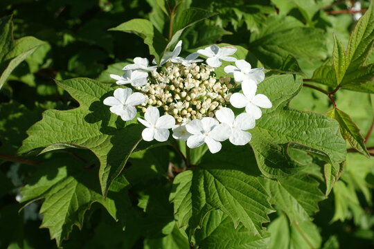Corymbs of white flowers in the leafage of guelder rose in May