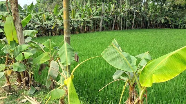 Banana Tree with leves