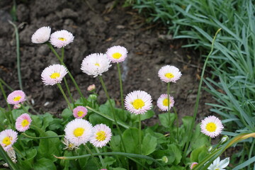 Light pink flowers of Bellis perennis in mid May © Anna