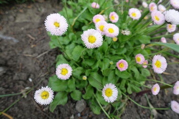 Light pink flowers of Bellis perennis in mid May © Anna