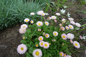 Light pink flowers of Bellis perennis in mid May © Anna