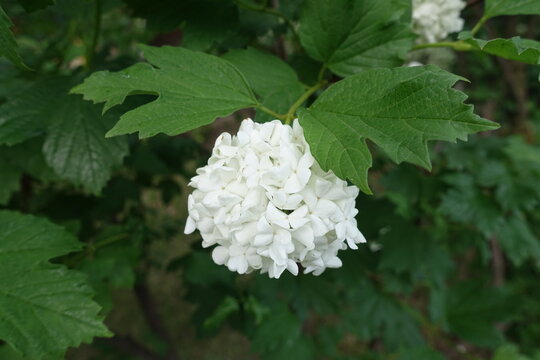 Round white inflorescences of Viburnum opulus roseum in May