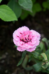 Obraz premium pink carnation flower