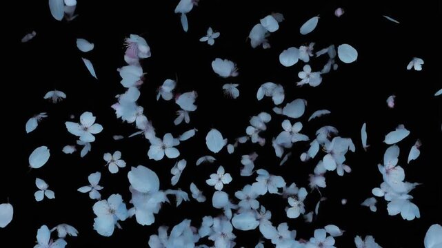 White cherry blossom flowers and petals falling down on black background