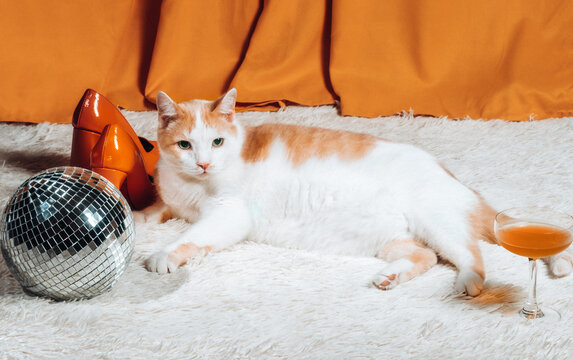 A cat lies on a rug next to a disco ball and a cocktail