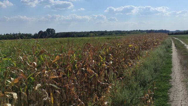 Dried corn field with dirt path along the edge under blue sky with clouds, landscape