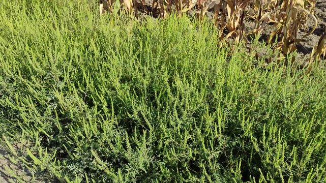Ragweed growing at the edge of dried corn field under sunlight
