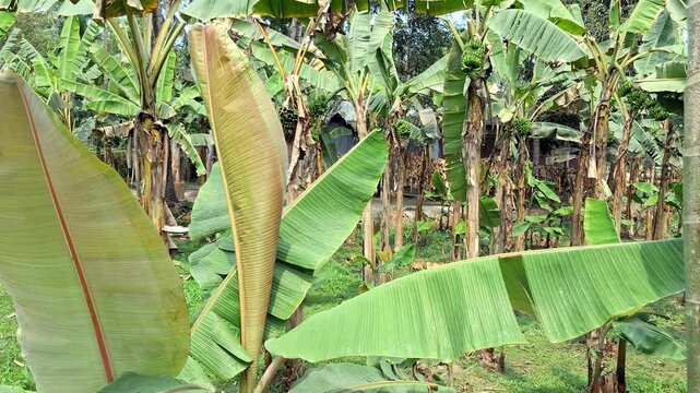 Banana Tree with leves