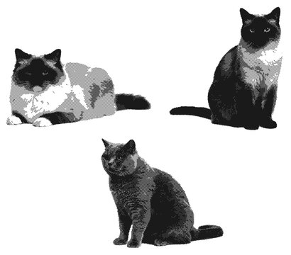 Artistic vector sticker collection featuring three distinct cat breeds (Ragdoll, Siamese, and British Shorthair) styled with vintage monochrome etching textures. Designed with clean white offset.