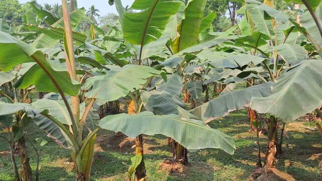 Banana Tree with leves