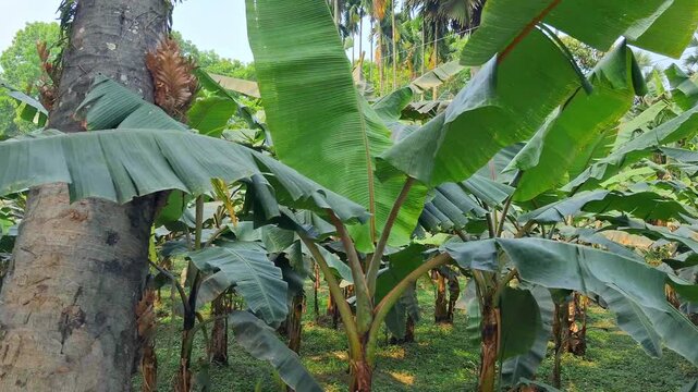 Banana Tree with leves