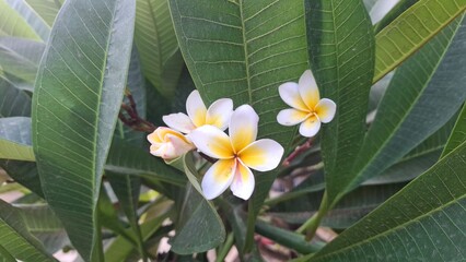 Plumeria, frangipani or temple tree white flowers  © Najeeb Ullah