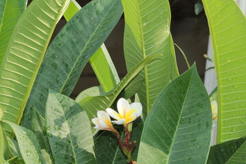Plumeria, frangipani or temple tree white flowers  © Najeeb Ullah