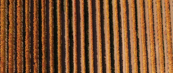 Obraz premium Aerial view of autumn vineyard rows with golden orange leaves and parallel patterns