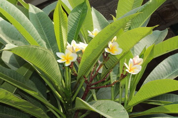 Plumeria, frangipani or temple tree white flowers  © Najeeb Ullah