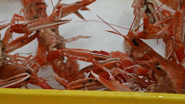 Alive Crawfish from Galicia prepared in a market for sale.