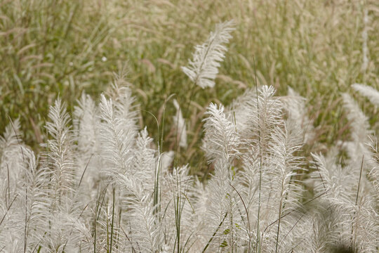 Beautiful view of kans grass also known as wild sugarcane native to south Asia