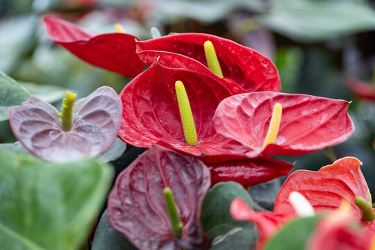 Close-up of Anthurium andreanum 'Black Love' in bloom, featuring vivid red spathes, contrasting spadices, lush green foliage and a soft blurred background.