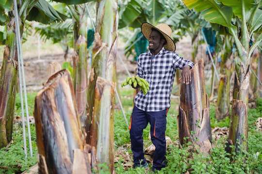 Happy young african man holding bunch of fresh organic banana - Agriculture worker smiling in front of camera with fresh fruit - Small business concept
