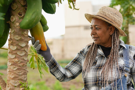Senior african woman harvesting organic papaya fruits at agriculture farm - Gardening, work and small business concept