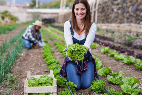 Caucasian woman holding fresh organic lettuce while harvesting vegetable outdoor - Multiracial people working at community garden - Healthy food, local and small business concept