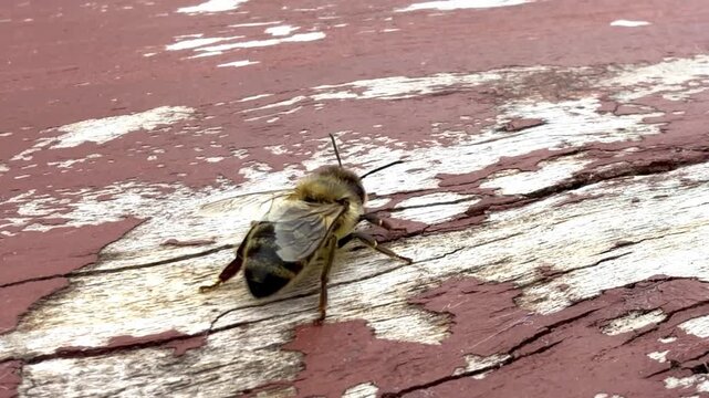 Close-up of a bee resting on weathered wooden surface with peeling red paint, showcasing intricate details of its body and wings in natural outdoor light