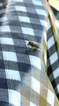 Close-up of a bee crawling on a checkered picnic tablecloth, showcasing its movement across the surface in a sunny outdoor setting