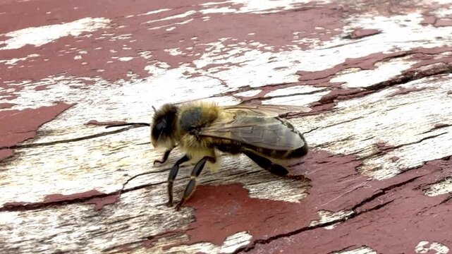 Close-up of a bee resting on weathered wooden surface with peeling red paint, showcasing intricate details of its body and wings in natural outdoor light