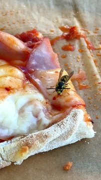 A wasp sits on a pizza covered with tomato sauce and eats the food in a close-up macro shot, showing natural insect behavio