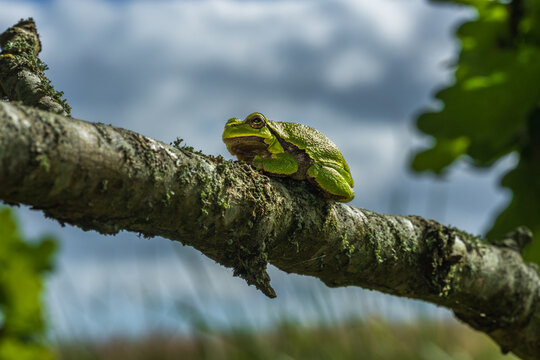 European Tree Frog Perched on Tree Branch in Natural Habitat
