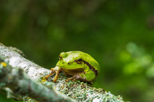 European Tree Frog Perched on Tree Branch in Natural Habitat