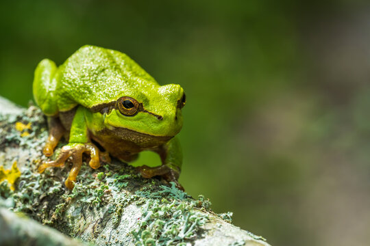 European Tree Frog Perched on Tree Branch in Natural Habitat