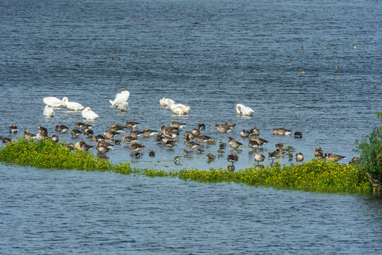 Flock of Swans and Greylag Geese Rested on a Scenic Wetland Lake