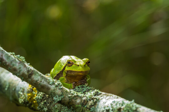 European Tree Frog Perched on Tree Branch in Natural Habitat