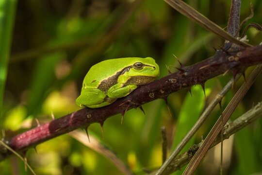 European Tree Frog Perched on Tree Branch in Natural Habitat